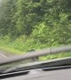 Bear Races Across Road in Front of Car