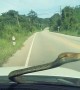 Snake Emerges from Car