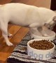 French Bulldog Plays with Water Bowl