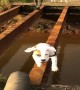 Hesitant Doggy Needs Help Crossing Bridge