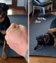 Talented Rottweiler obeys vast array of hand signals