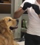 If Salt Bae Served a Dog