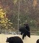 Bears Stroll Down Road in Gatlinburg