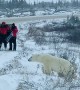 Polar Bear Walks Close to People