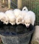 Great Pyrenees Puppies Enjoy a Drink in Unison