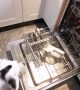 Clever Doggy Learns to Load Dishwasher