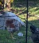 Cockatoo Tells Chickens to Scram