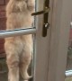 Kitty Clings to Doorknob To Be Let In
