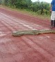 Big Snake Slithers across Road in Venezuela