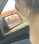 Doggy Sings Along With Firetruck Siren