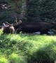 Campers Observe Moose Having a Munch