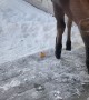 Baby Moose Lunch Date