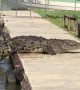 Big Crocodile Climbs up to Sun Bathe
