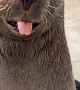 Cute Sea Lion Comes When Called