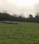 Peculiar Goat Herds Sheep like a Border Collie