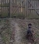 Boxer Showcases Ability to Jump 6 Foot Tall Fence