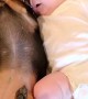 Excited Puppy Snuggles up to Baby