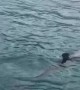 Surfing with Some Dolphins in Tobago