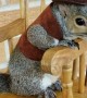 Little Squirrels Rocks in Rocking Chair