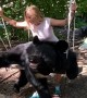 Himalayan Bear Loves His Swing