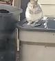 Startled Squirrel Jumps off Trashcan