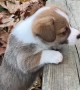 Corgi Pup Disapproves of Tall Step