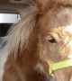 Transporting a Miniature Horse in a Denali