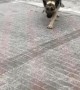 German Shepherd Glides on Slippery Sidewalk