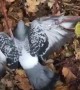 Injured Pigeon Recuperated by Good Samaritan