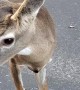 Escorting Deer Back Across the Bridge