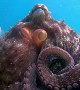 Close Encounter with an Octopus