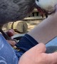 Polish Crested Chicken Enjoys Chilling on Lap