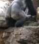 Alfa male gorilla breaks up fight between youngster
