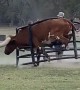 Longhorn Stuck in Hay Ring