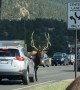 Elk with Attitude Uses Antlers