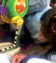 Baby chimp starts to notice her reflection in the mirror 