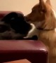 Corgi and Cat Scrap Over Chair