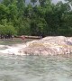Enormous Sea Creature Washes up on Indonesian Shore