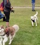 Running Dogs Collide Head-On