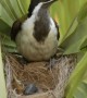 Blue-Faced Honeyeater Feeds Chick