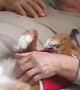 Doggy Relaxes With a Delightful Belly Rub