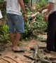 Amateur Tree Lopper Takes Out Roof