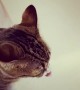 Cat tries to drink from shower without getting wet