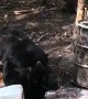 Black Bears Battle It Out
