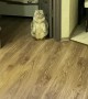 Kitty Gives Guests an Unusual Greeting