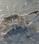 Crabs Battle in the Shallows