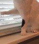 Cat Messing with Blinds for Attention From Human