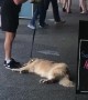 Doggo Needs Motivation to Continue Walk