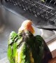 Parrot tells owner he\'s ready to take a bath