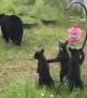 Mama Bear and Cubs Investigate Bird Feeder